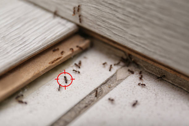 Best Cockroach Control Services  in Rayne, LA