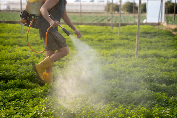 Best Pest Inspection Near Me  in Rayne, LA