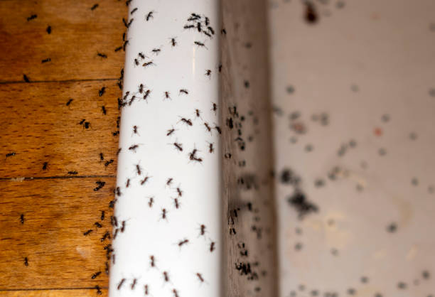 Spider Control Near Me in Rayne, LA