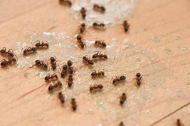 Best Mosquito Control Services  in Rayne, LA